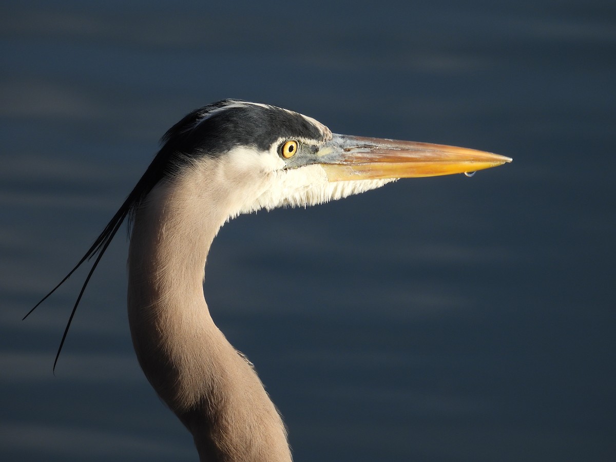 Great Blue Heron - ML629362919