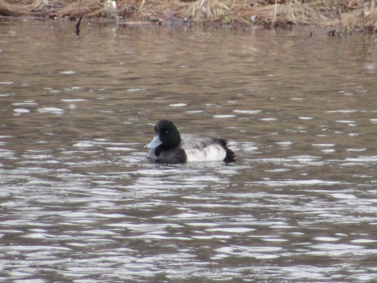 Lesser Scaup - ML629362928