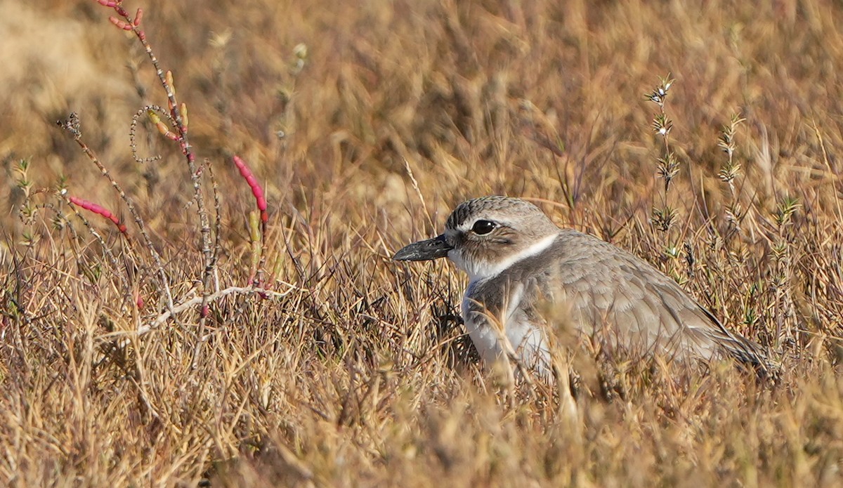 Kıyı Cılıbıtı - ML629362933