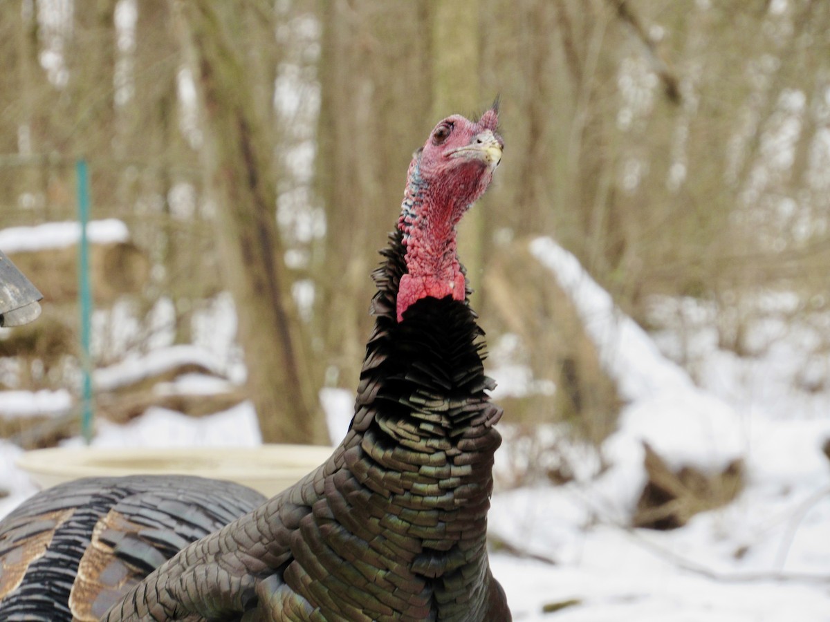 Wild Turkey - ML629362938