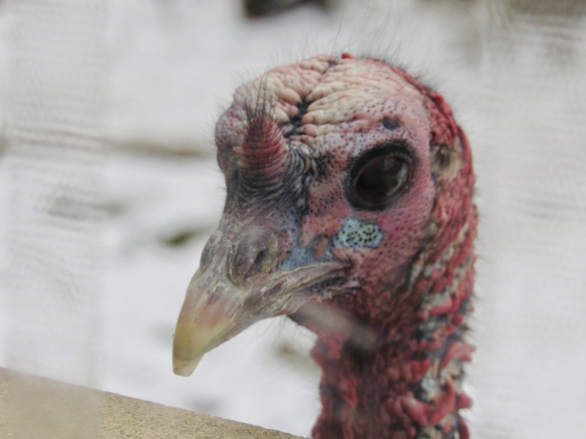 Wild Turkey - ML629362941