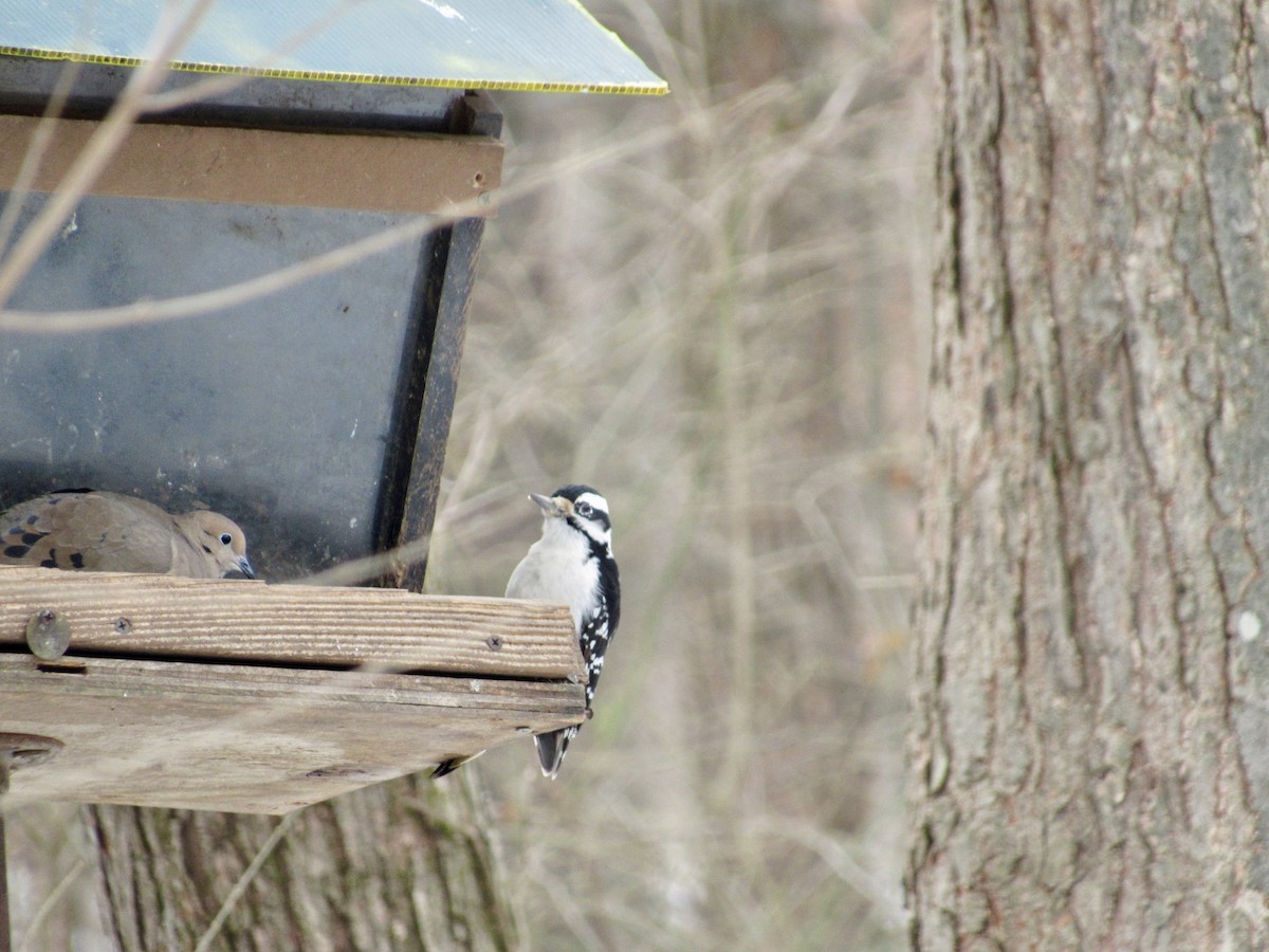 Hairy Woodpecker - ML629362951