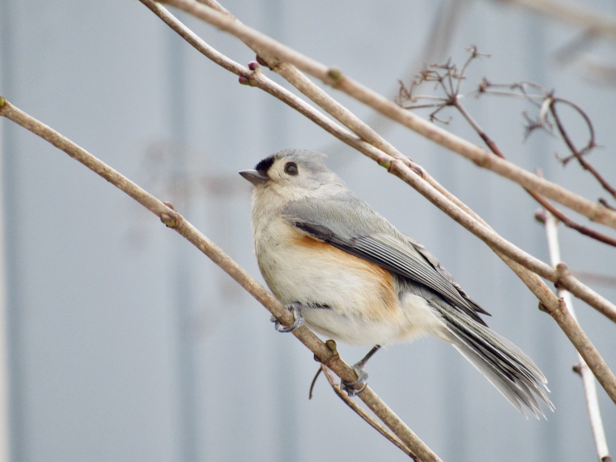 Tufted Titmouse - ML629362960