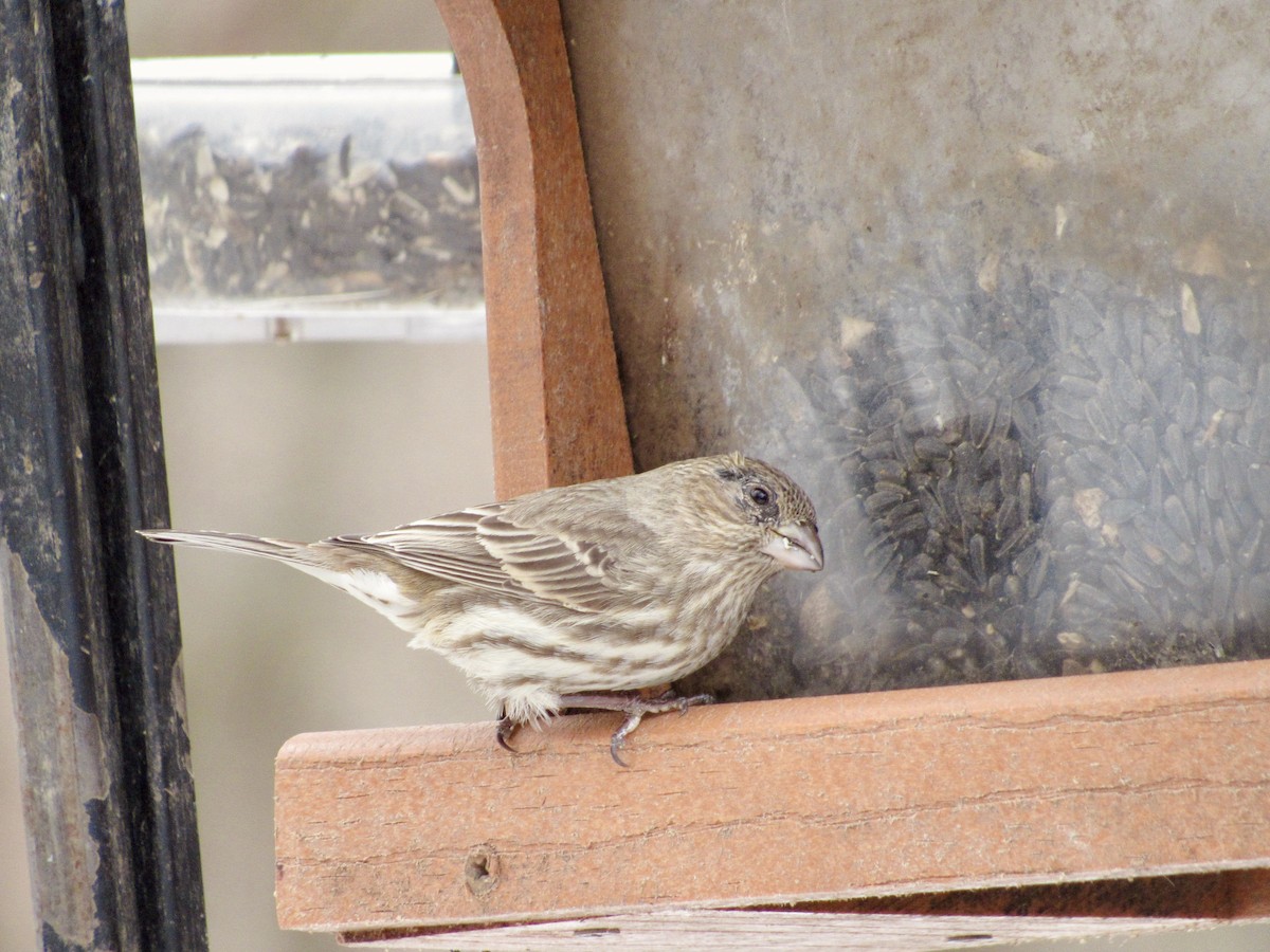House Finch - ML629362965