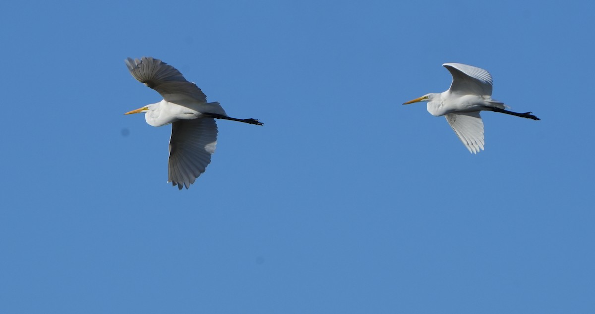 Büyük Ak Balıkçıl - ML629362970