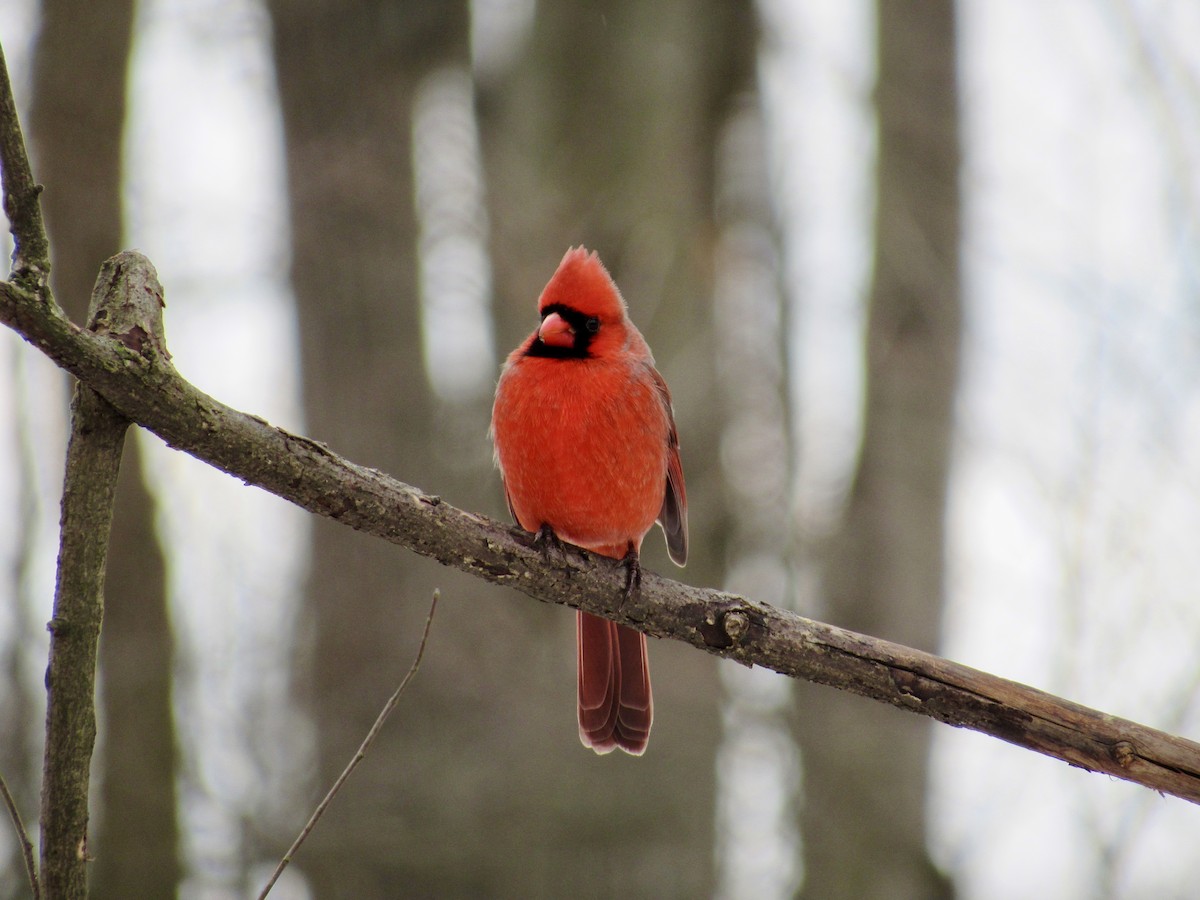 Northern Cardinal - ML629362971