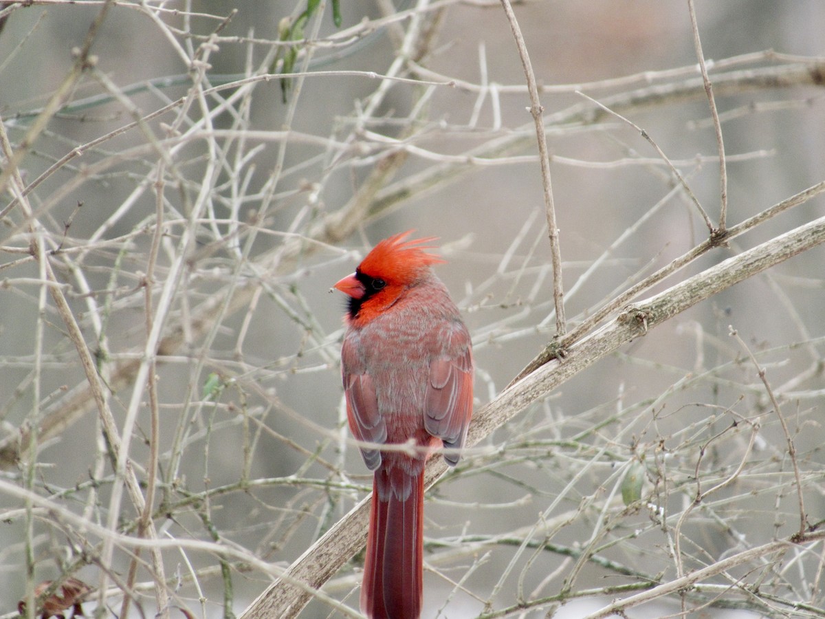 Northern Cardinal - ML629362975