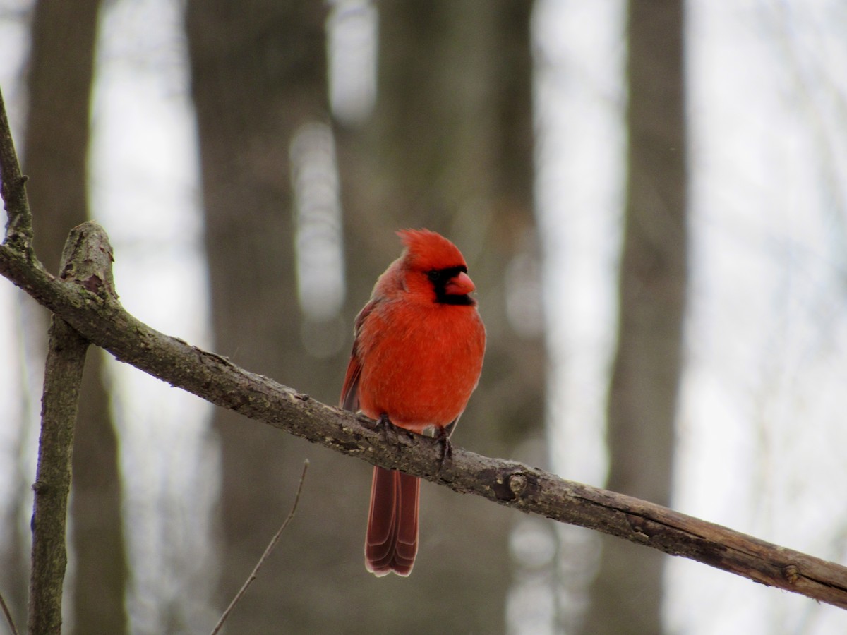 Northern Cardinal - ML629362993