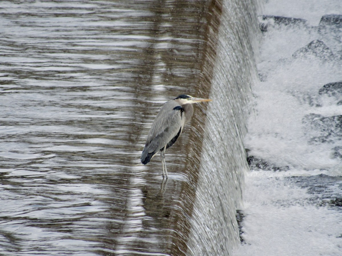 Great Blue Heron - ML629363050