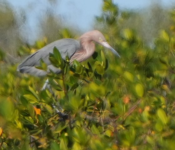 Kızılca Balıkçıl - ML629363073