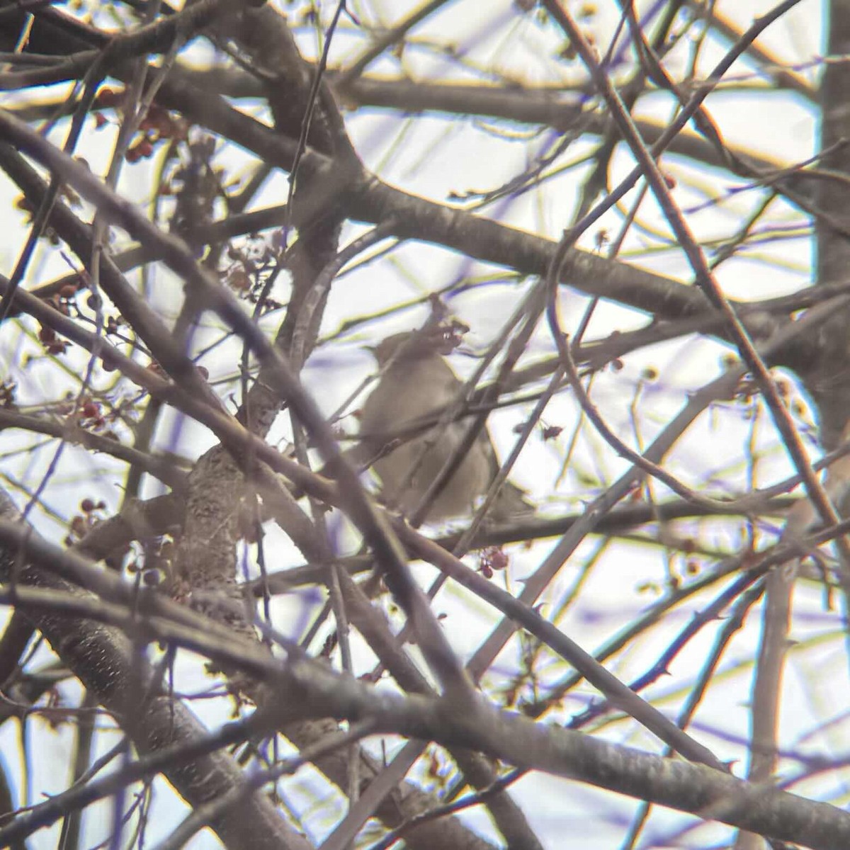 Northern Mockingbird - ML629363703