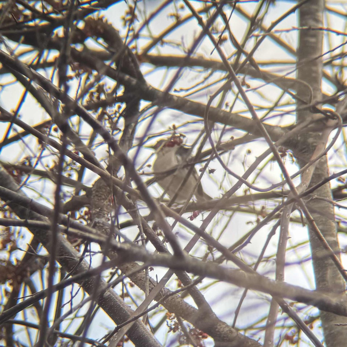 Northern Mockingbird - ML629363704