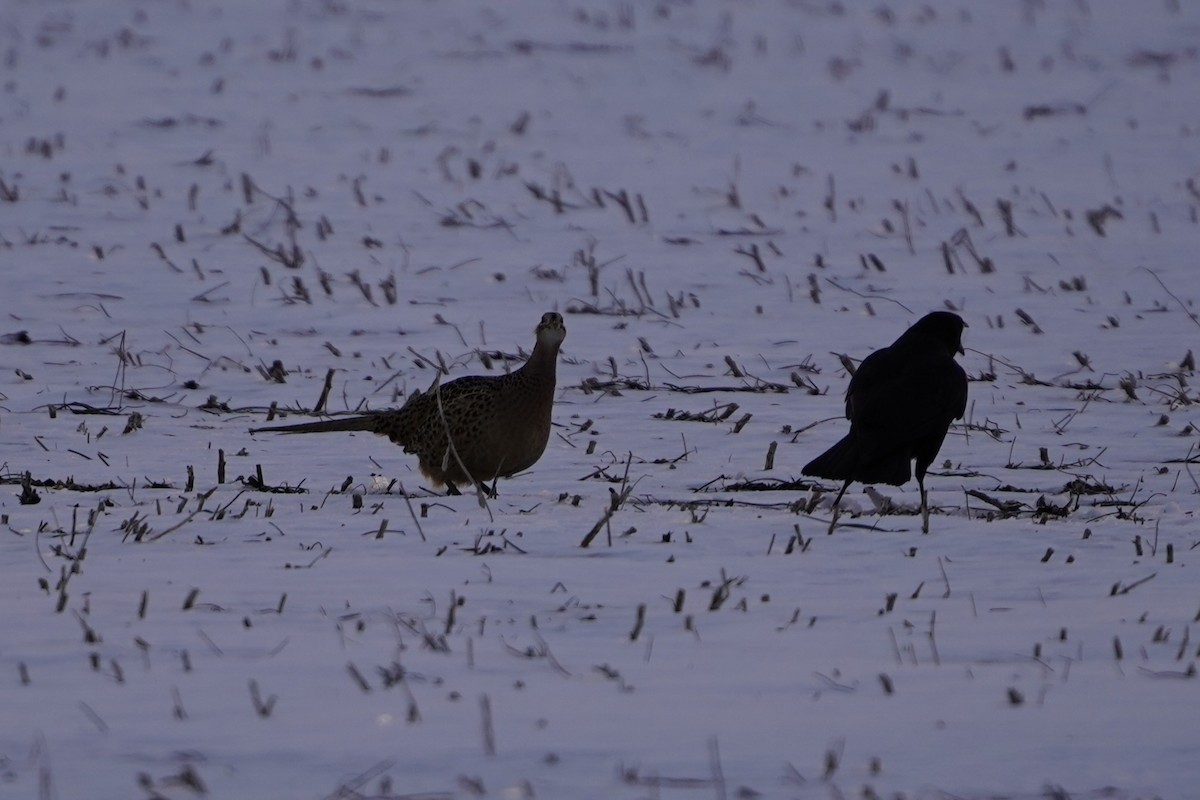 Ring-necked Pheasant - ML629363705