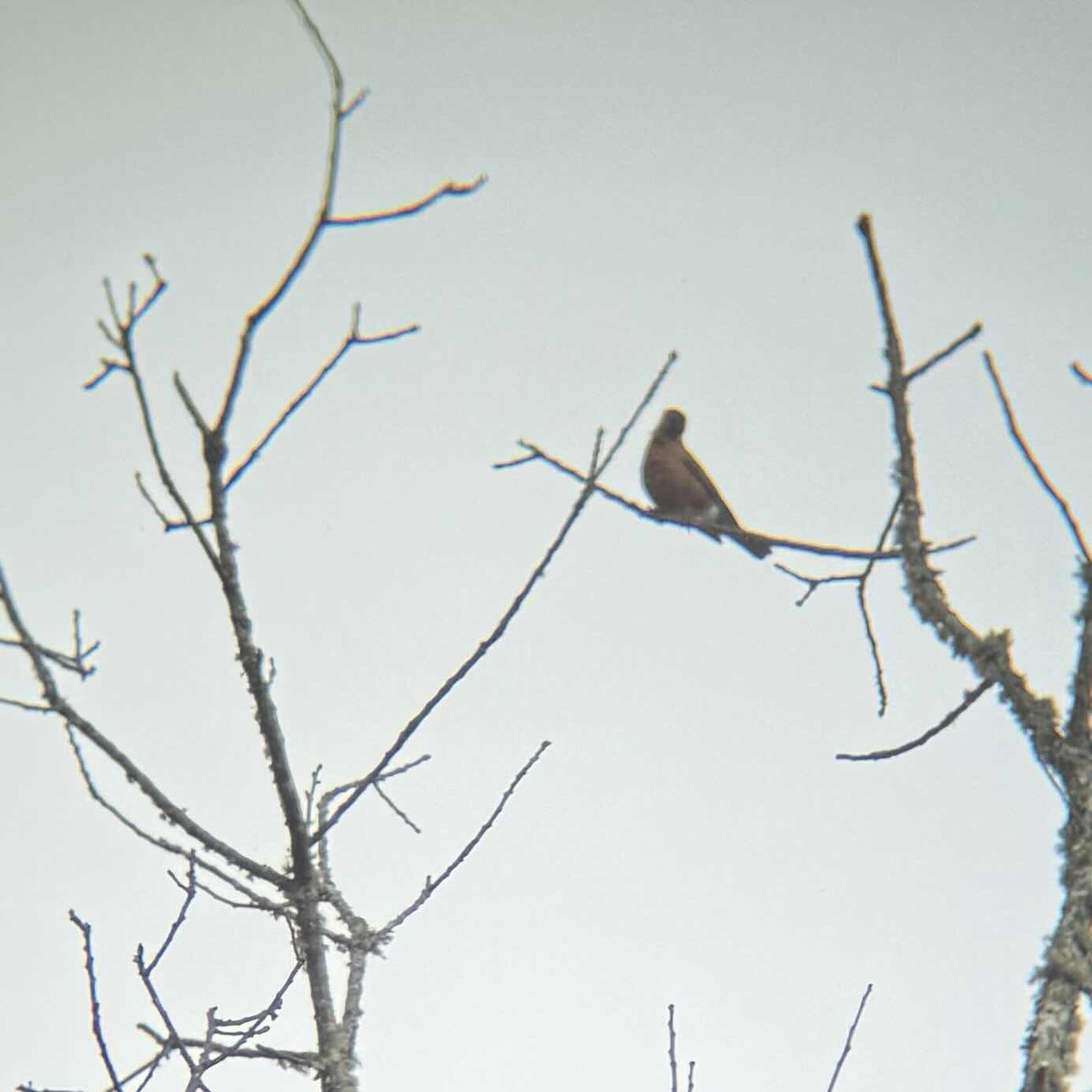 American Robin - ML629363714