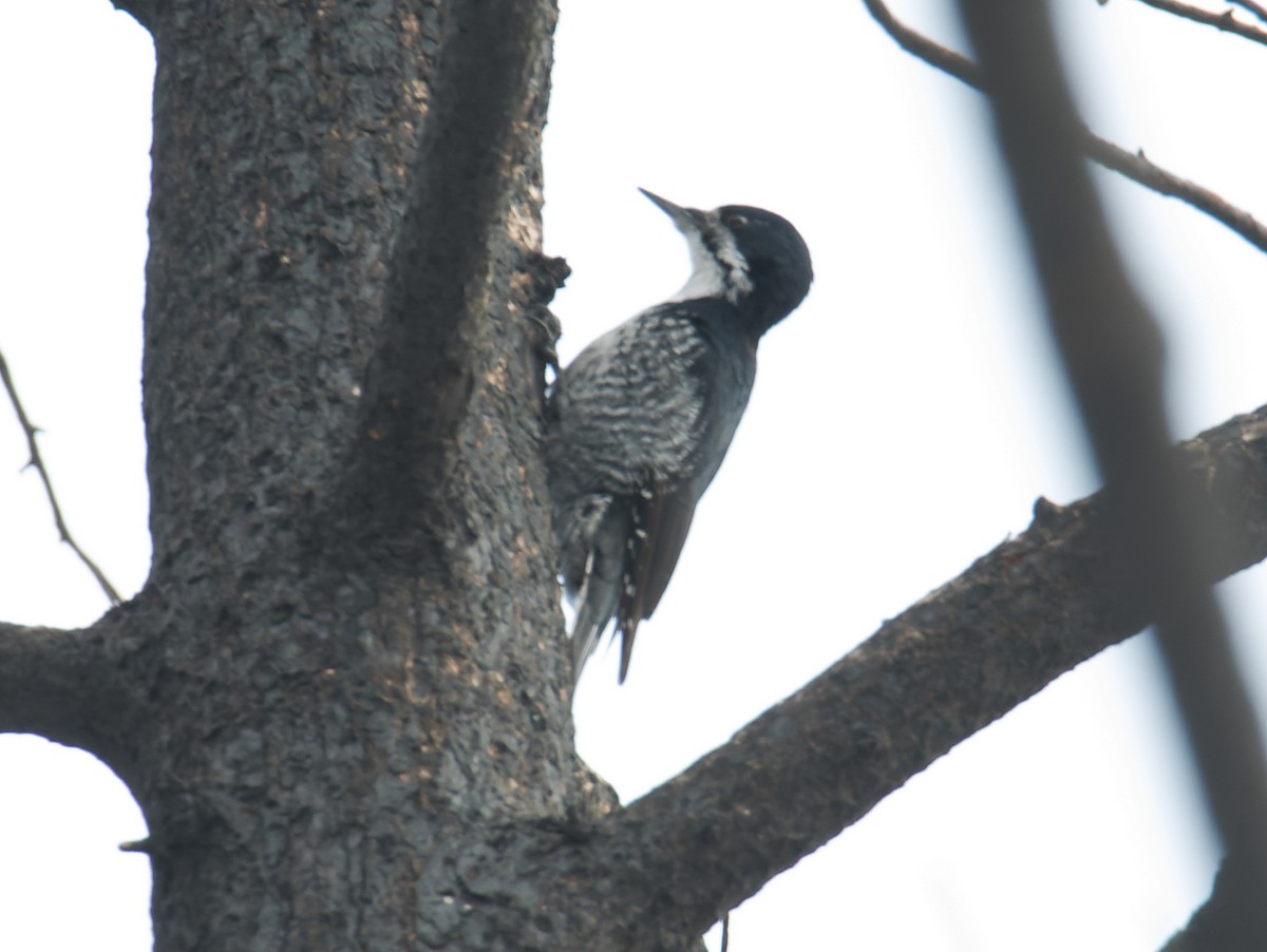 Black-backed Woodpecker - ML629363799