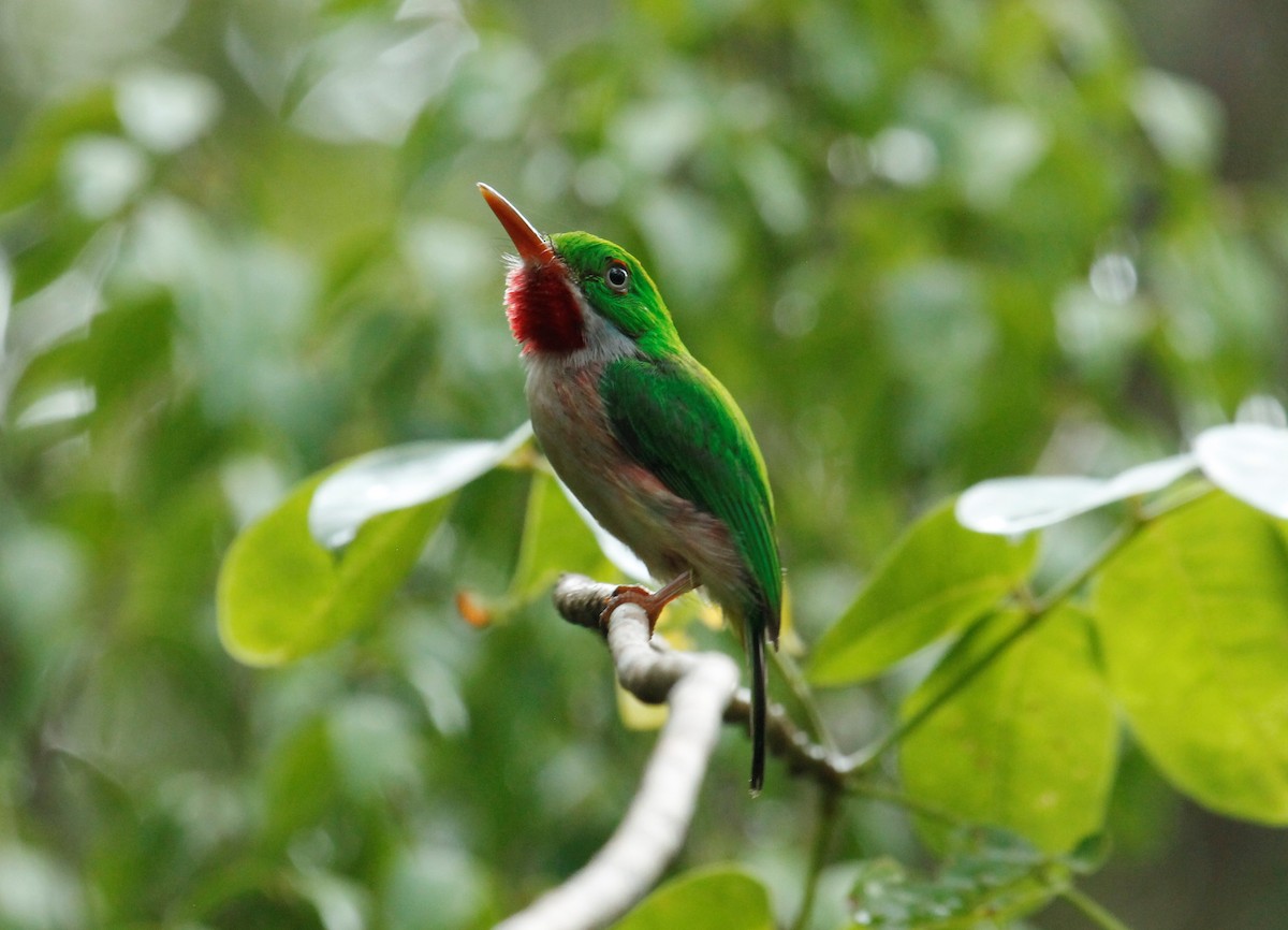 Broad-billed Tody - ML62936391