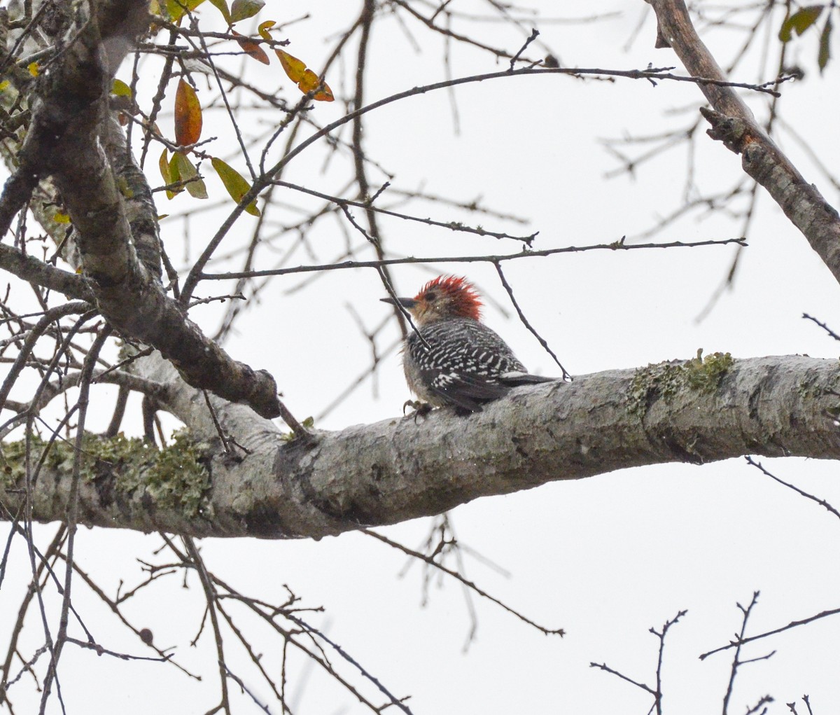 Red-bellied Woodpecker - ML629364470