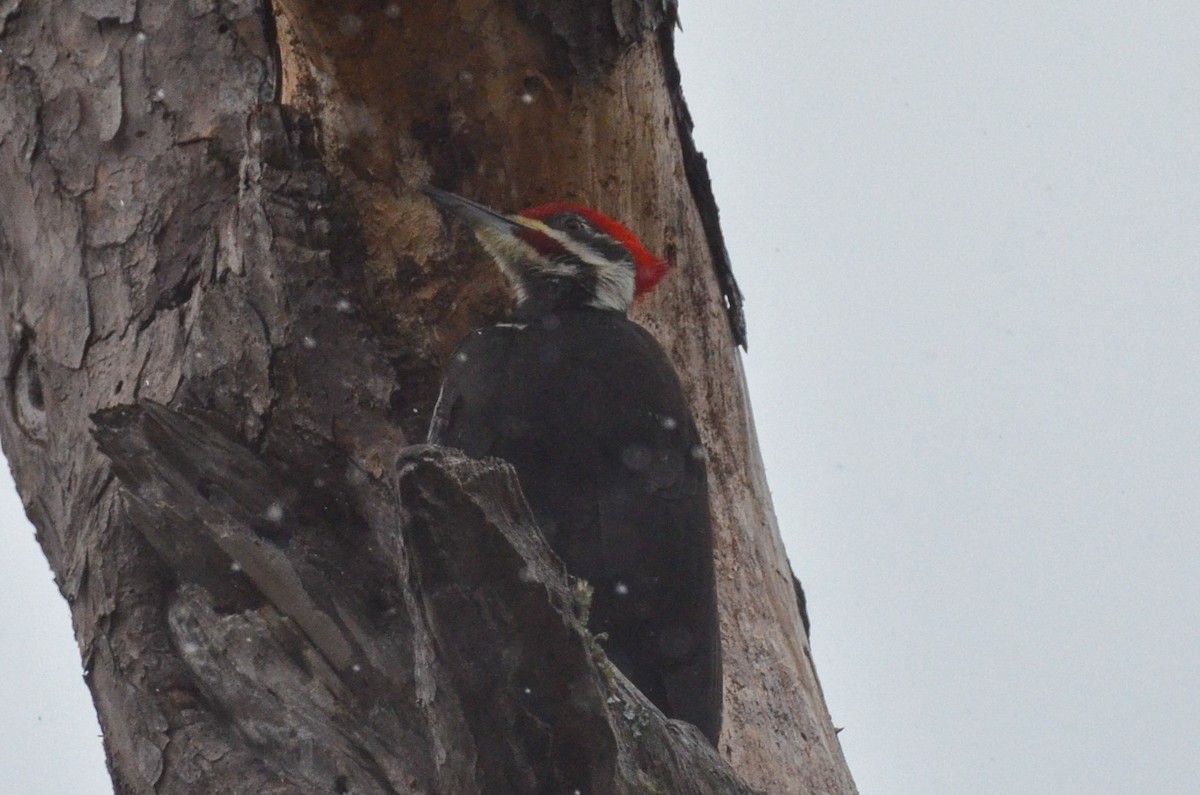 Pileated Woodpecker - ML629364492