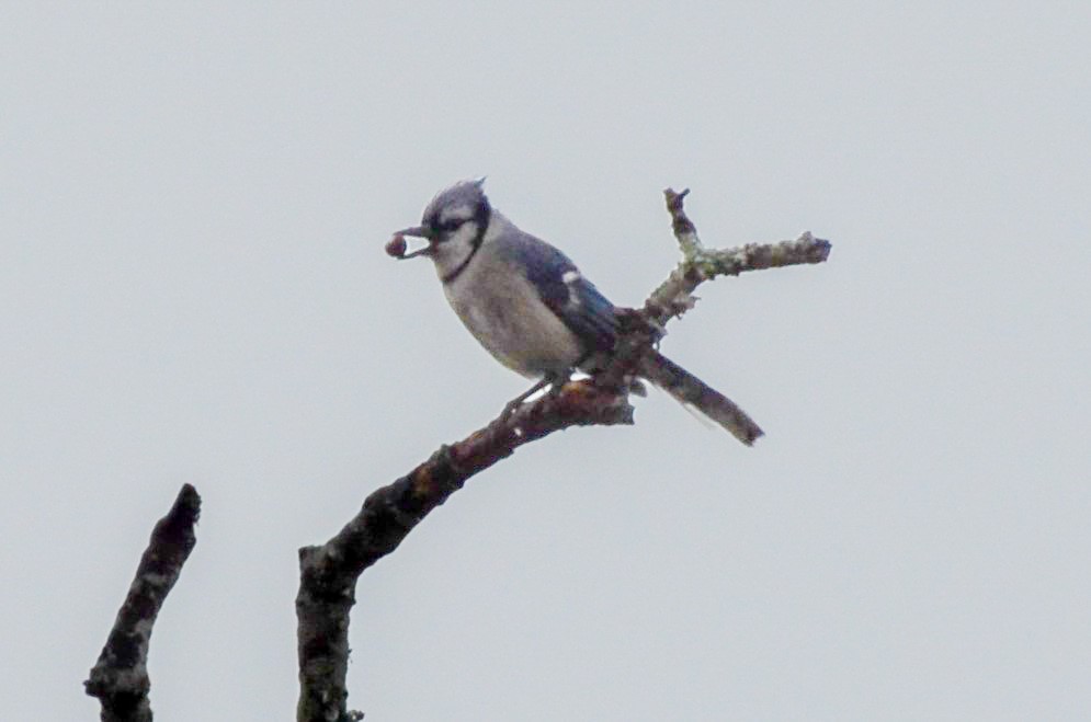 Blue Jay - ML629364530
