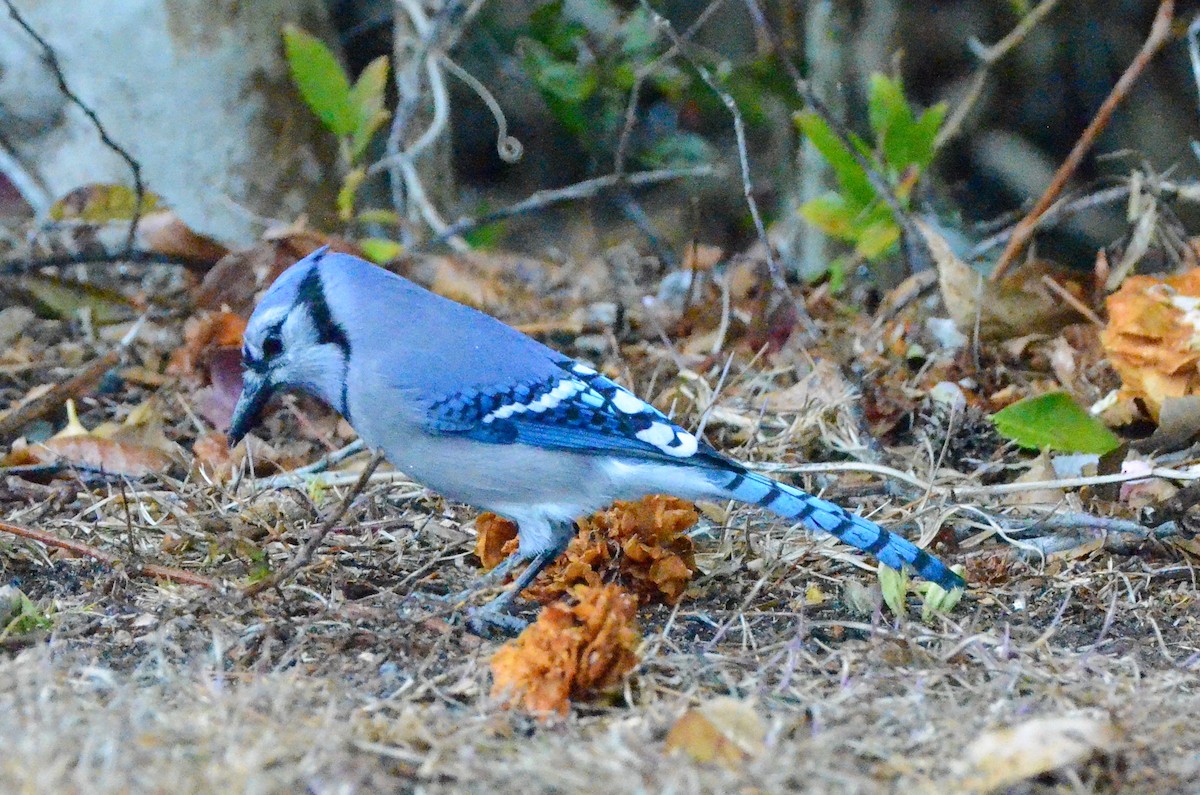 Blue Jay - ML629364531