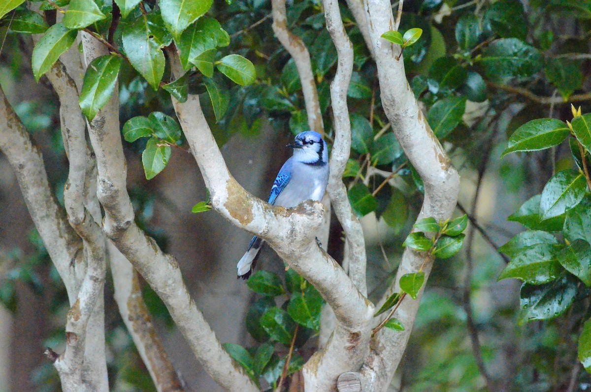 Blue Jay - ML629364533