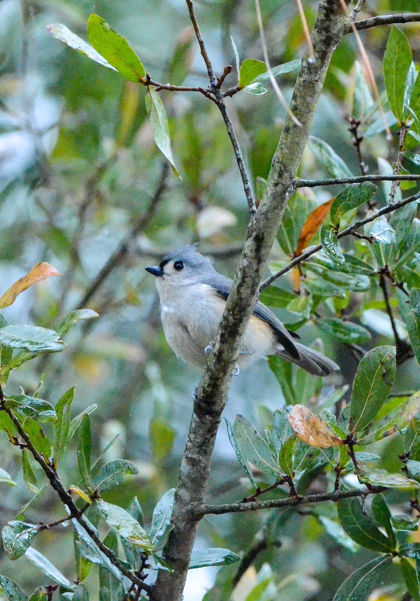 Tufted Titmouse - ML629364566