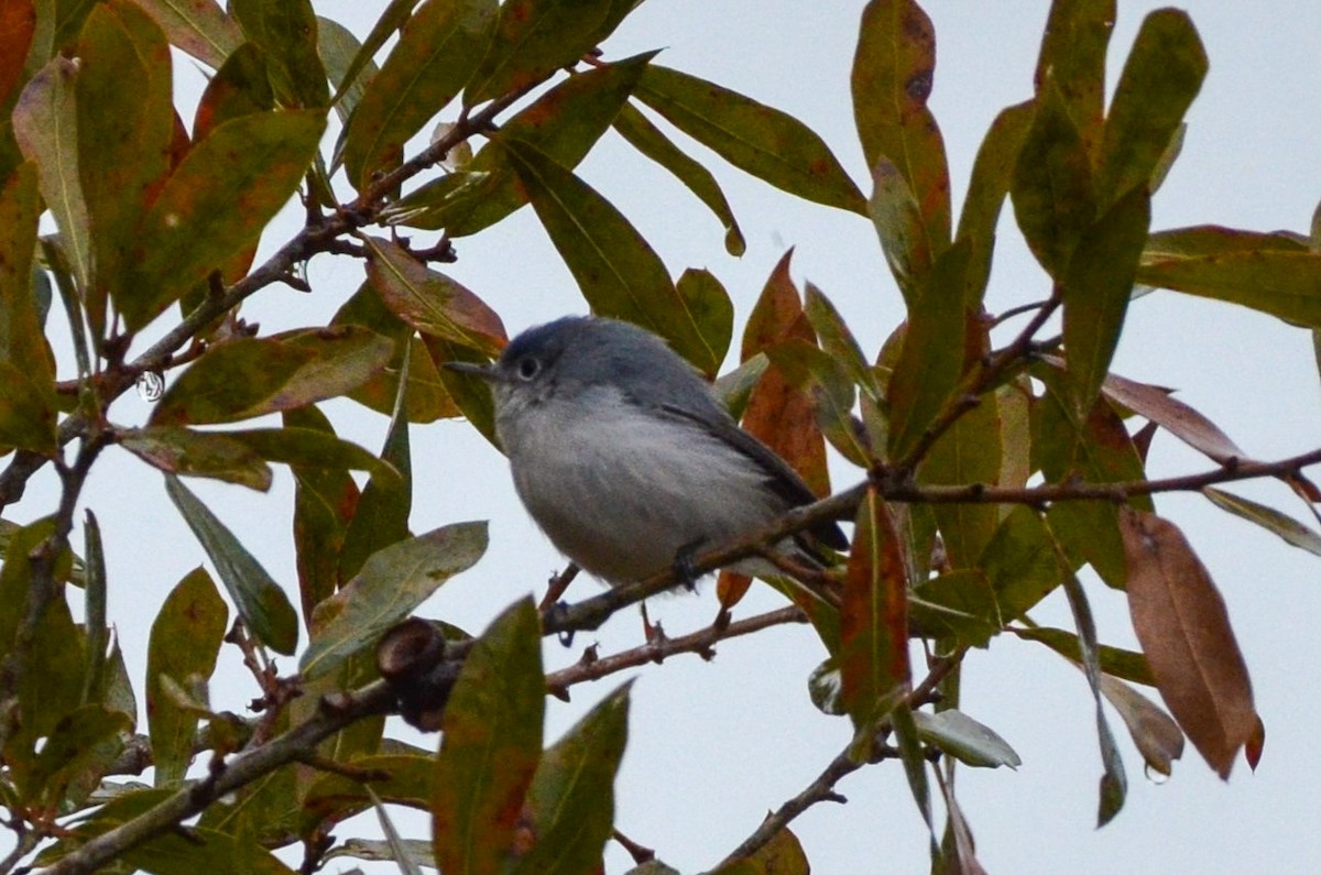 Blue-gray Gnatcatcher - ML629364600