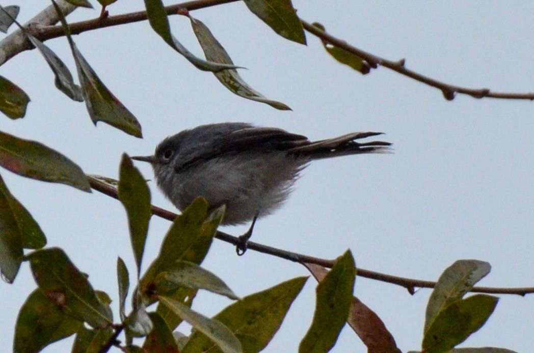 Blue-gray Gnatcatcher - ML629364601