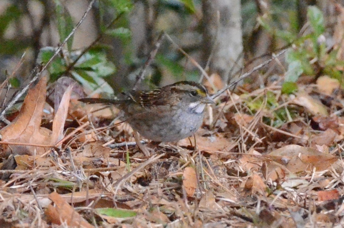 White-throated Sparrow - ML629364616