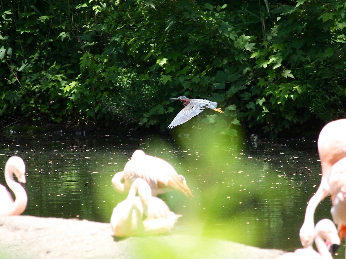 Green Heron - ML629364624