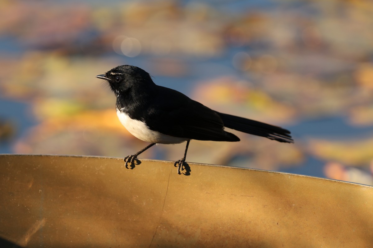 Willie-wagtail - ML629365073