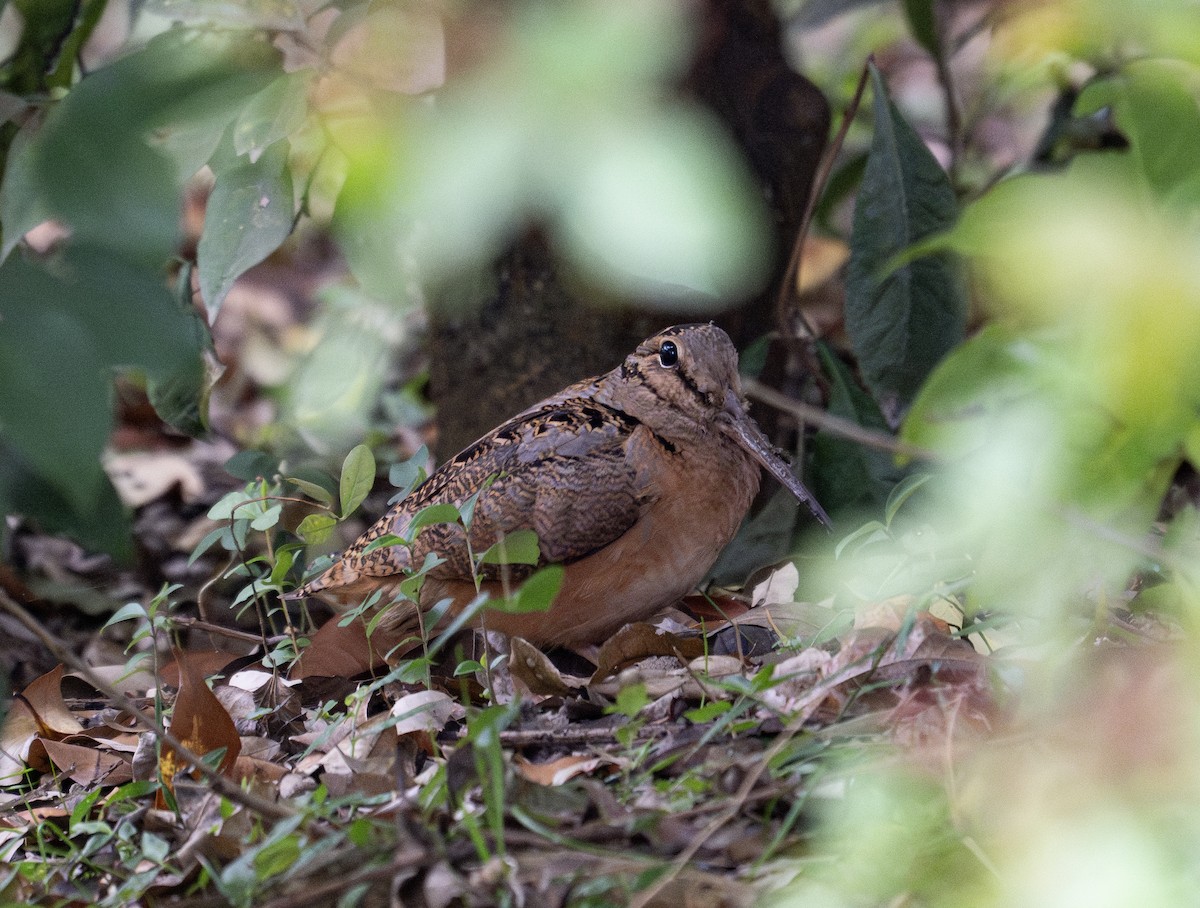 American Woodcock - ML629365200