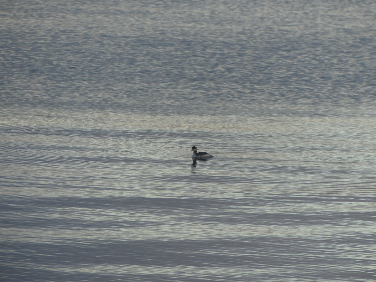 Horned Grebe - ML629365201