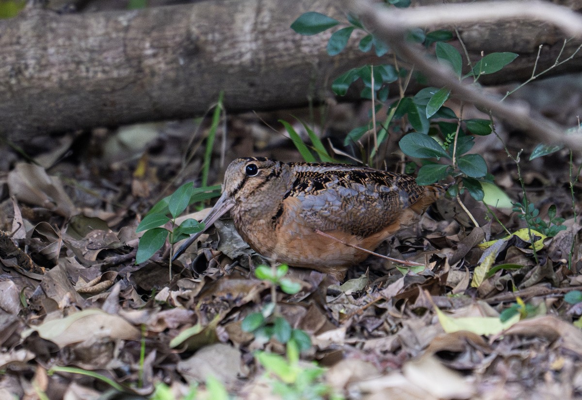 American Woodcock - ML629365204