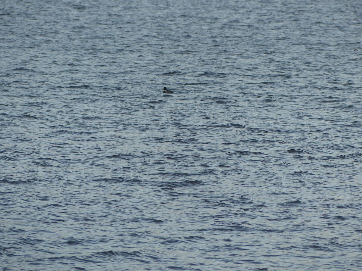 Red-breasted Merganser - ML629365211