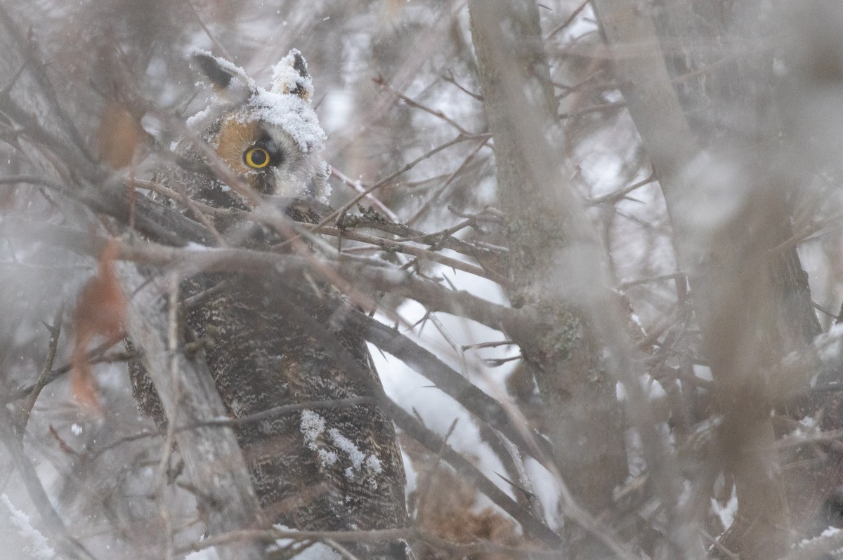 kalous ušatý - ML629365349