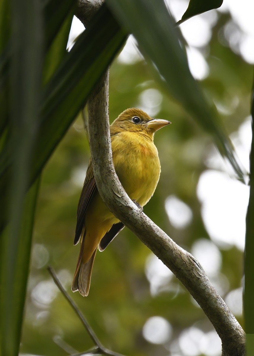 Summer Tanager - ML629365589