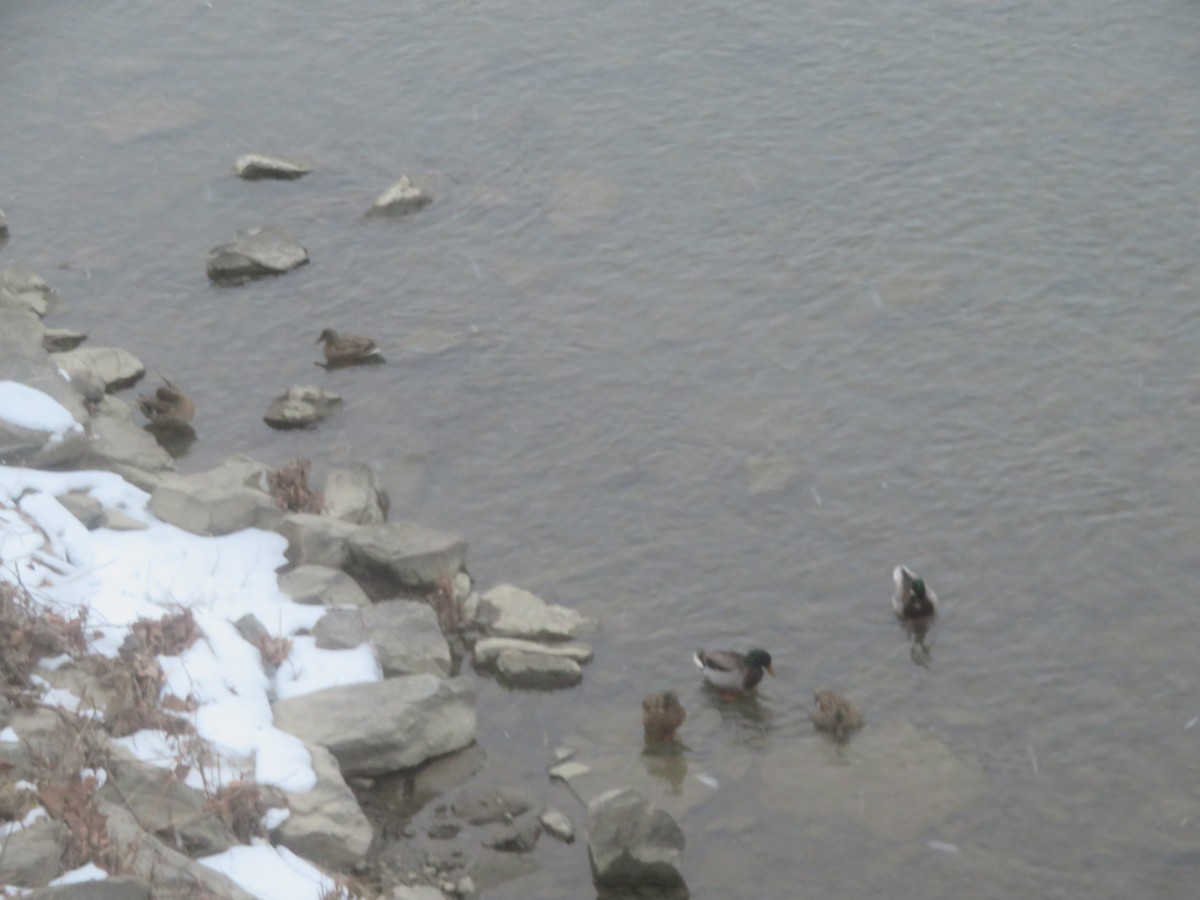 Mallard - ML629365740