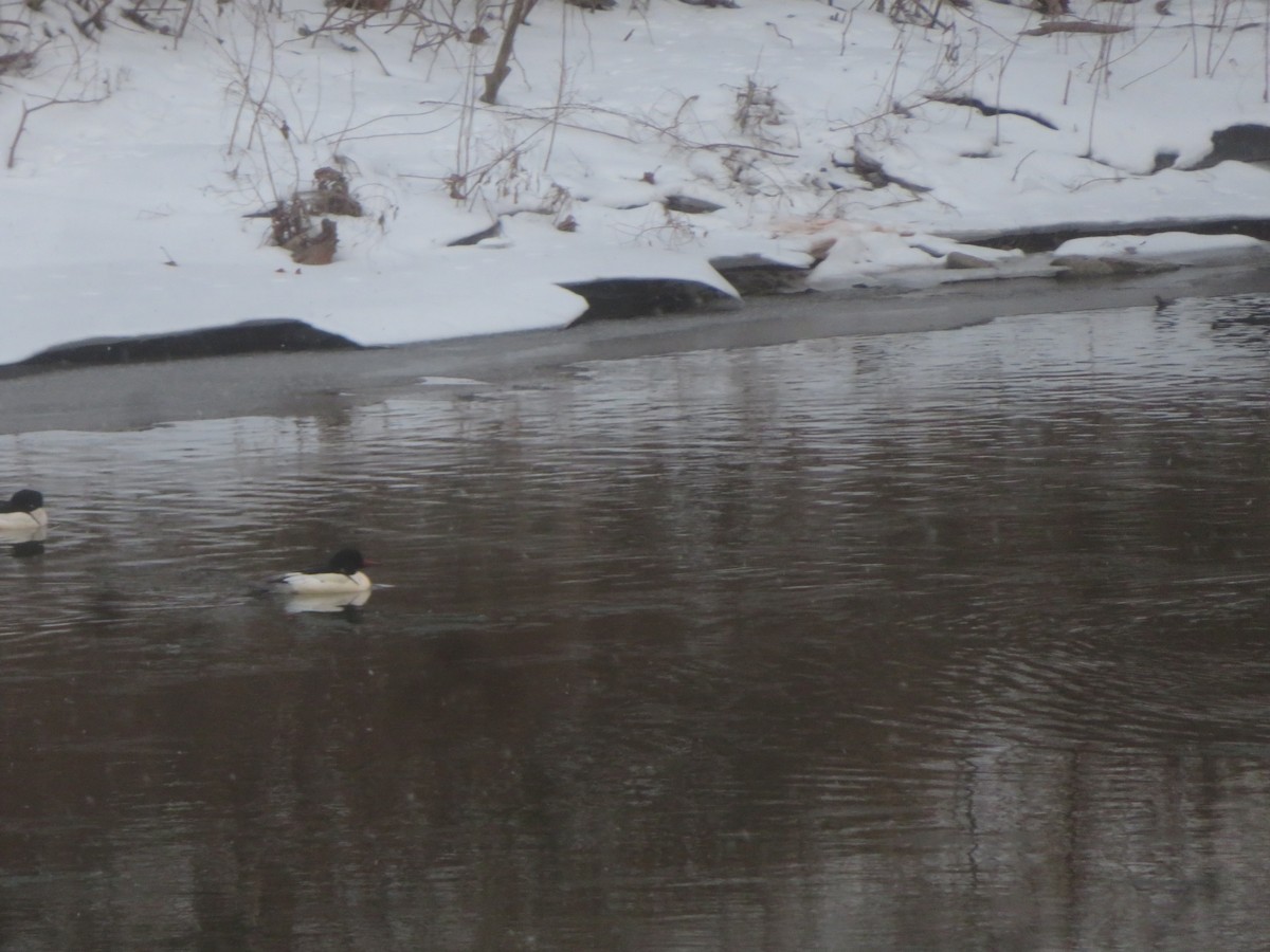 Common Merganser - ML629365786