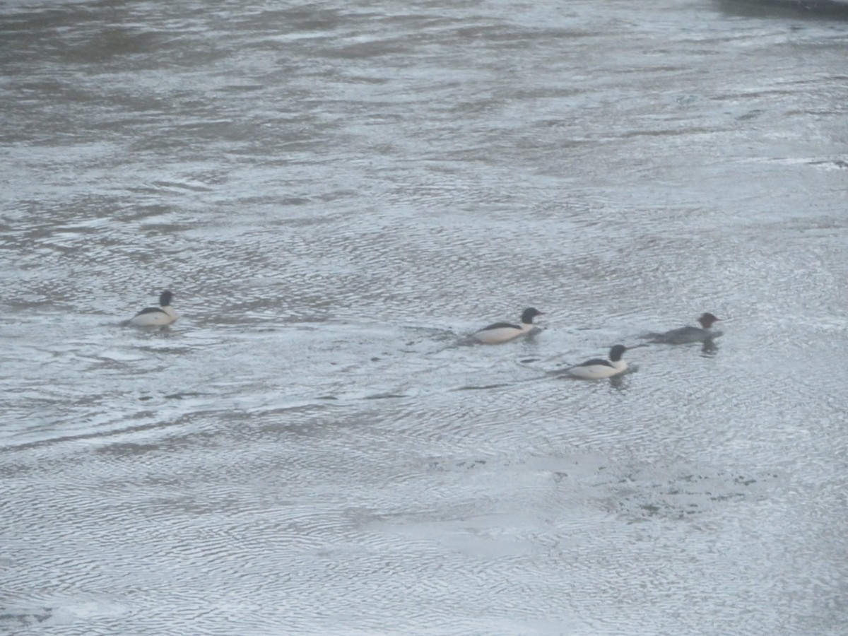 Common Merganser - ML629365787