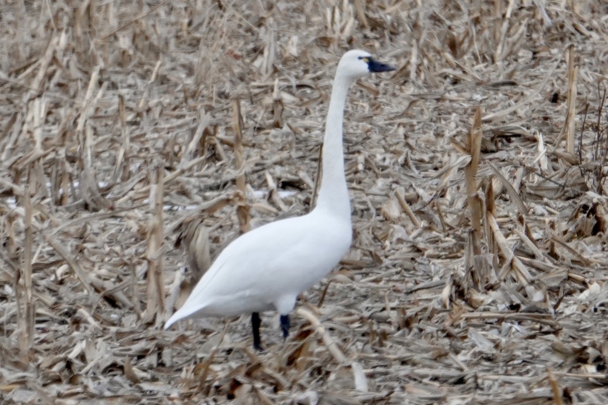 Гунгар хун - ML629365904