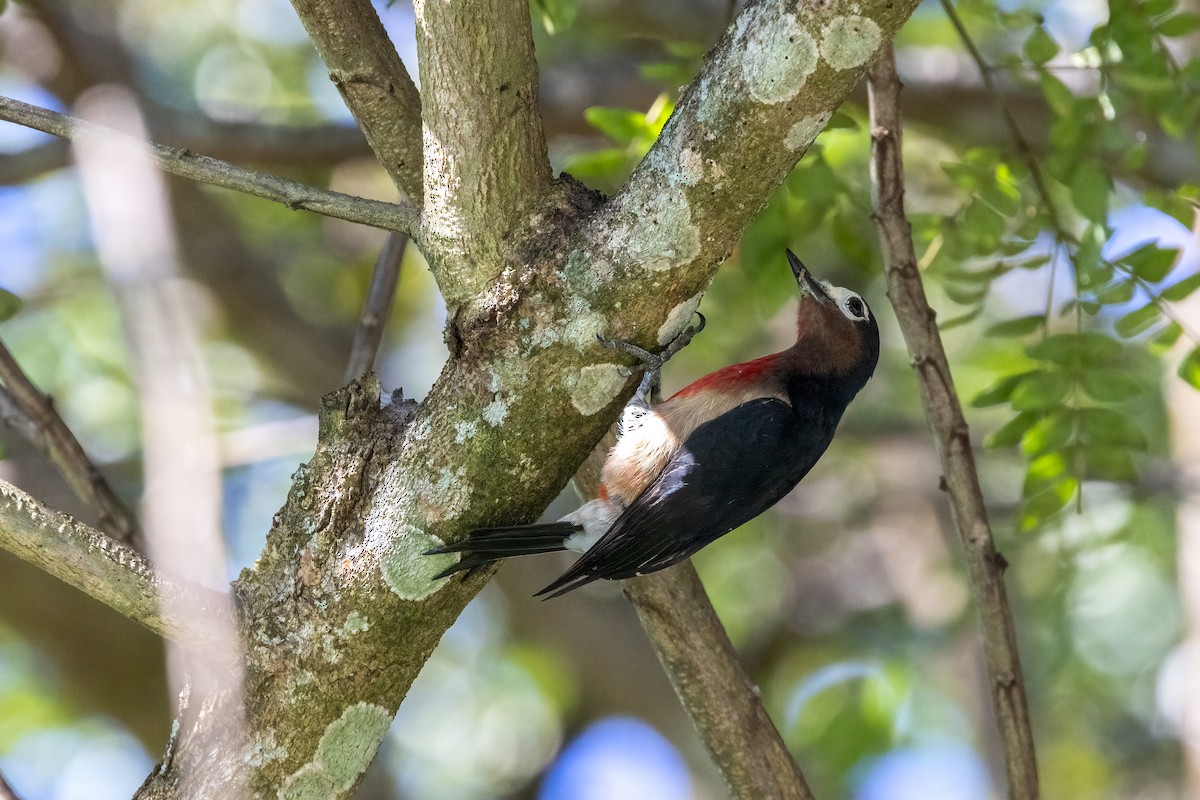 Puerto Rican Woodpecker - Kalpesh Krishna
