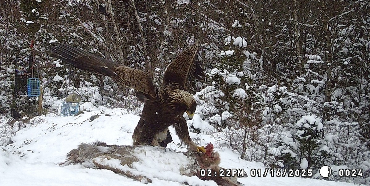 Kaya Kartalı - ML629365973