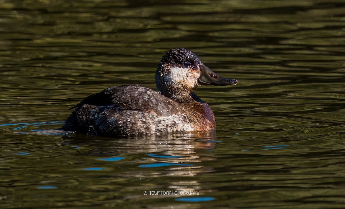 צחראש אדמוני - ML629366016