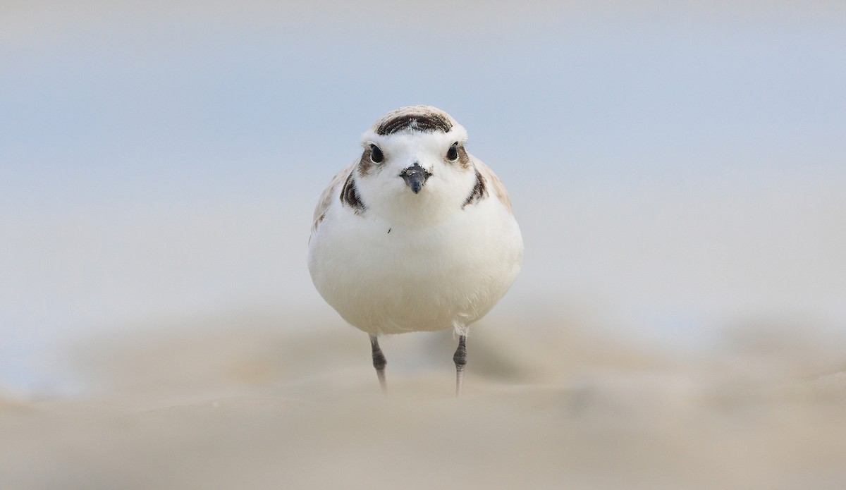Snowy Plover (Northern) - ML629366172