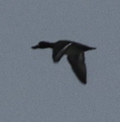 Greater Scaup - ML629366174