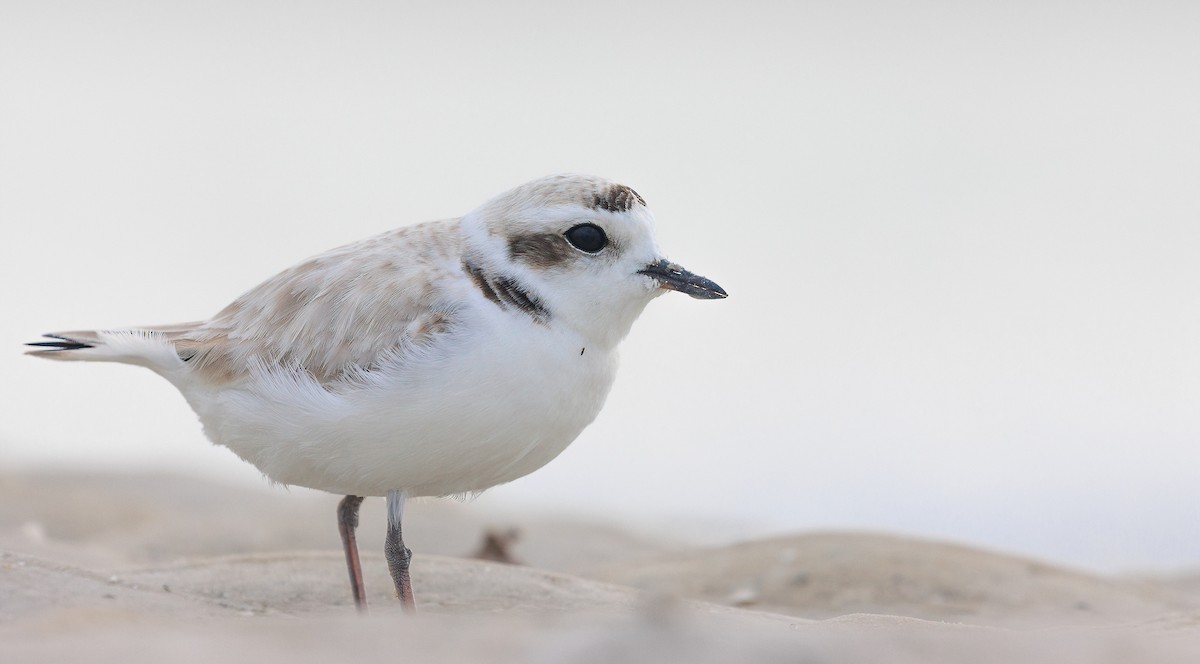 Snowy Plover (Northern) - ML629366558