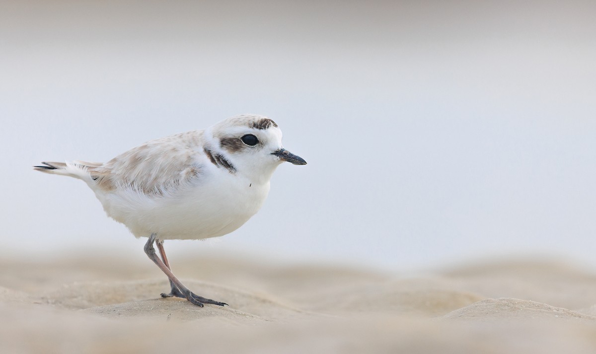 Snowy Plover (Northern) - ML629366559