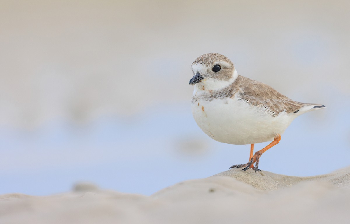 Piping Plover - ML629366707