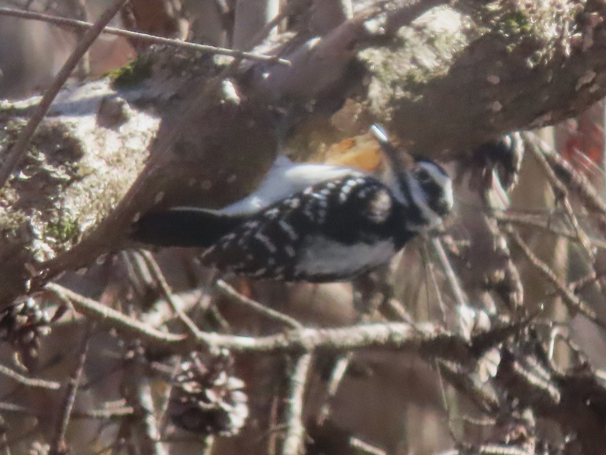 Hairy Woodpecker - ML629366823